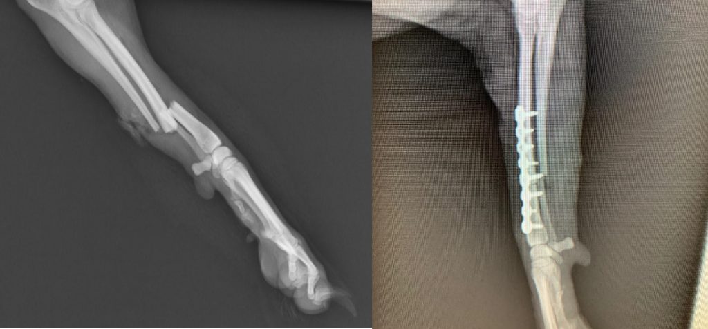 Distal Radius / Ulna C0027
