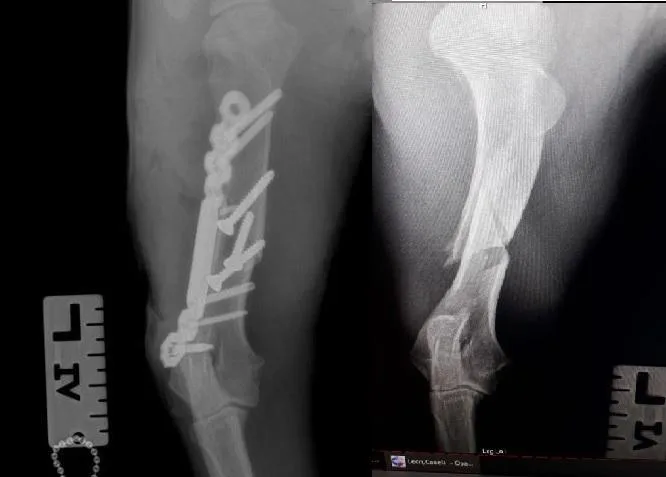 Mid-Shaft Humerus C0032