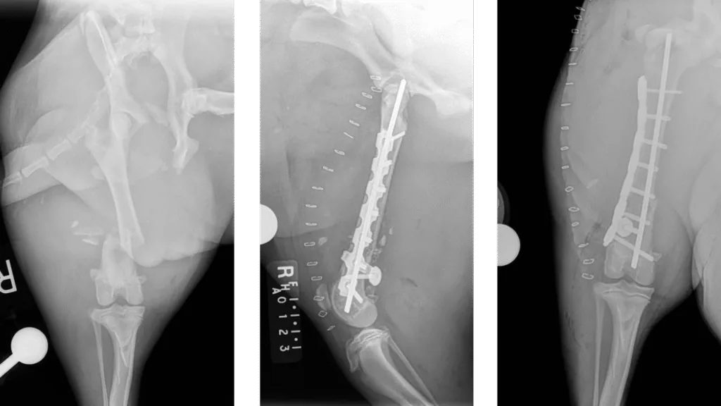 Distal Femur C0036