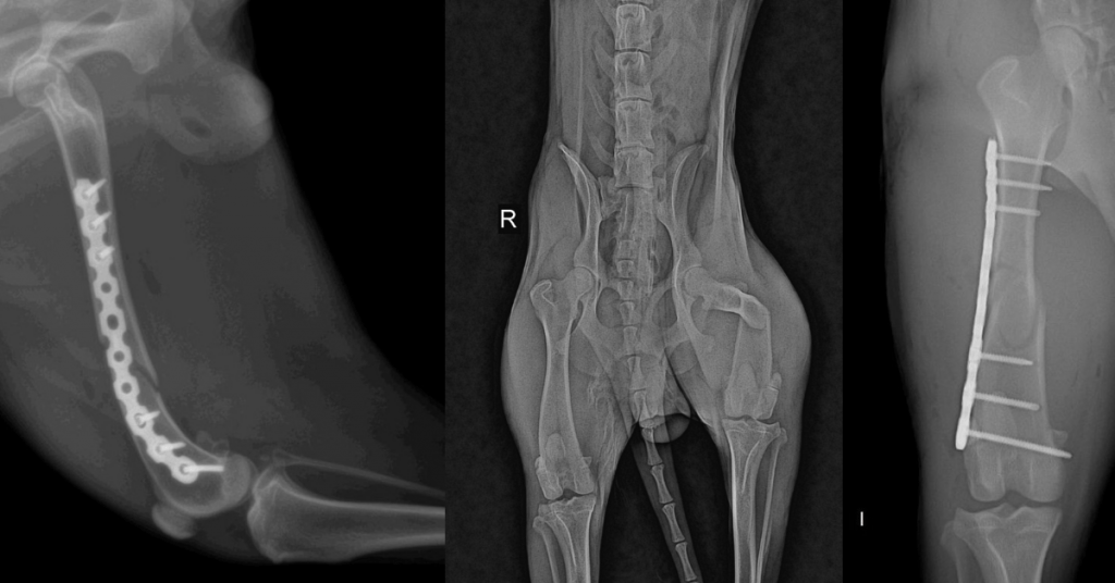 Distal Femur C0040