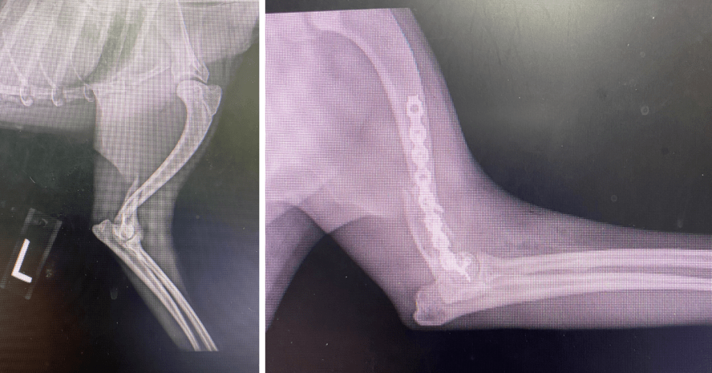 Distal Humerus C0042