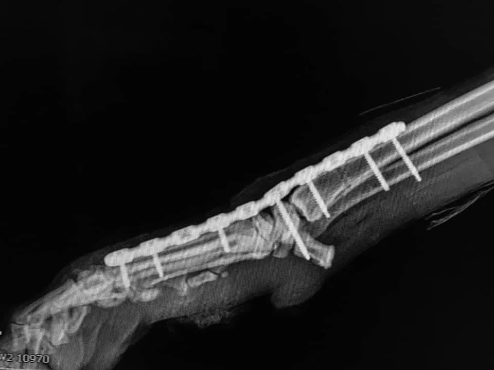 Carpal Luxation Arthrodesis C0047