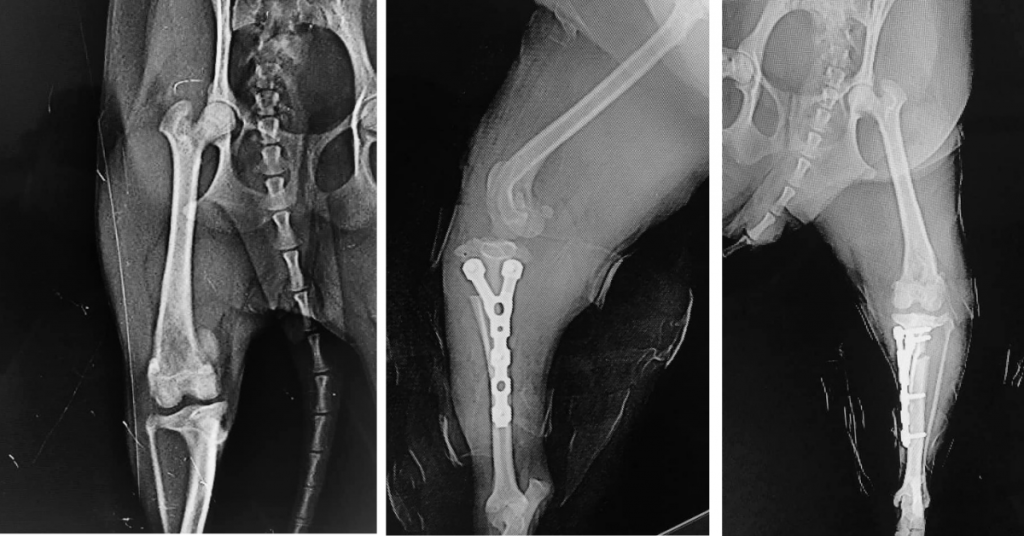 Proximal Tibia C0048