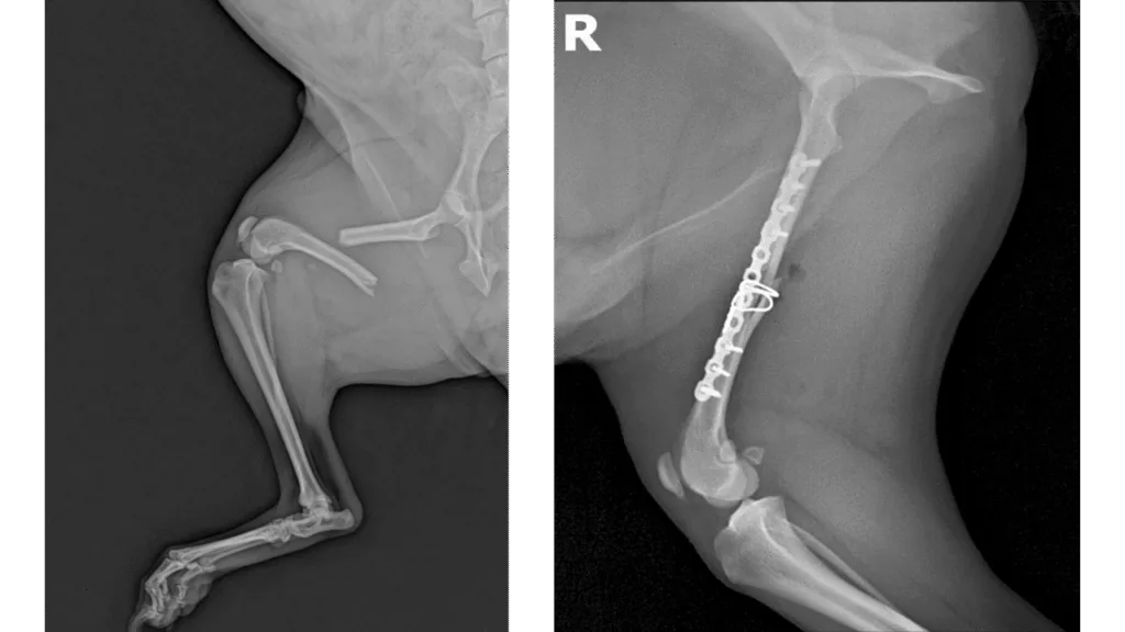 Mid-Shaft Femur C0057