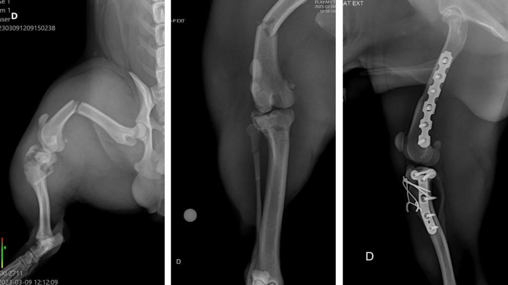 Mid-Shaft Femur & Tibia C0077