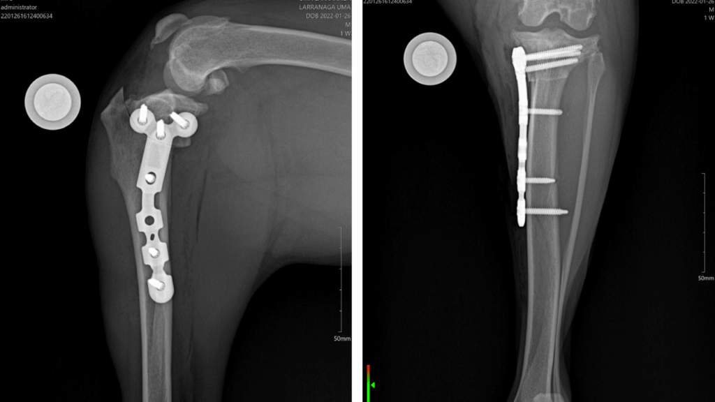 TPLO Proximal Tibia C0063
