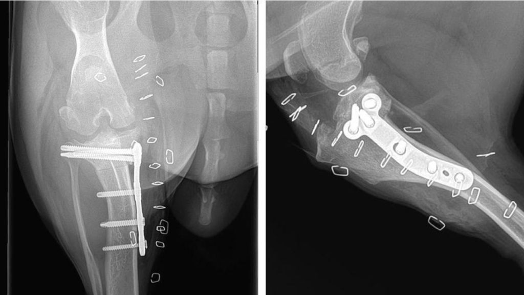 TPLO Proximal Tibia C0067