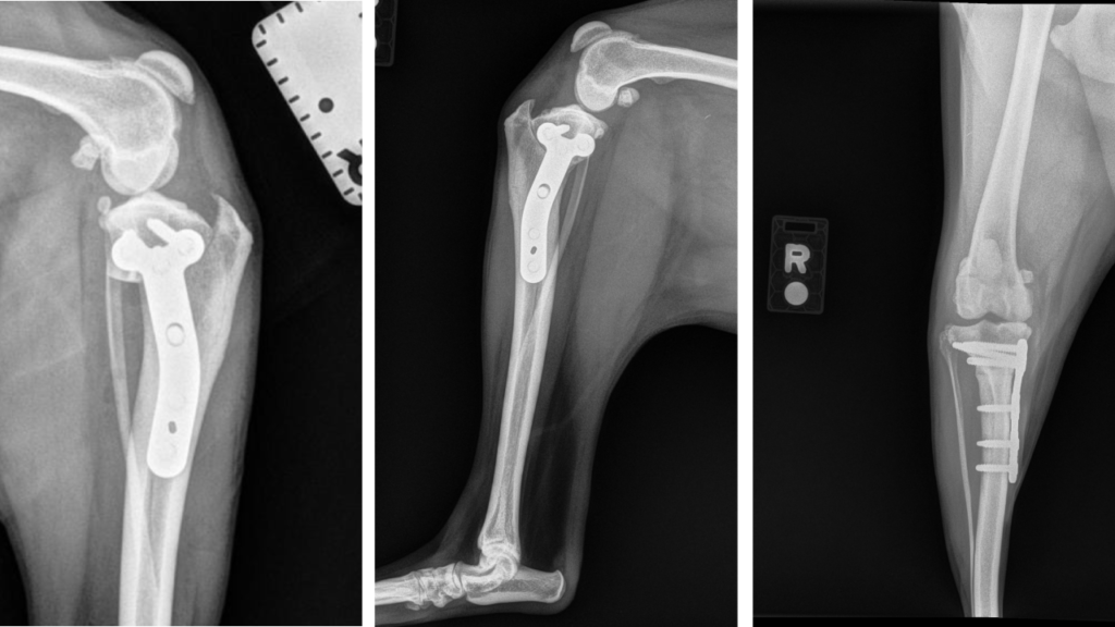 TPLO Proximal Tibia C0070