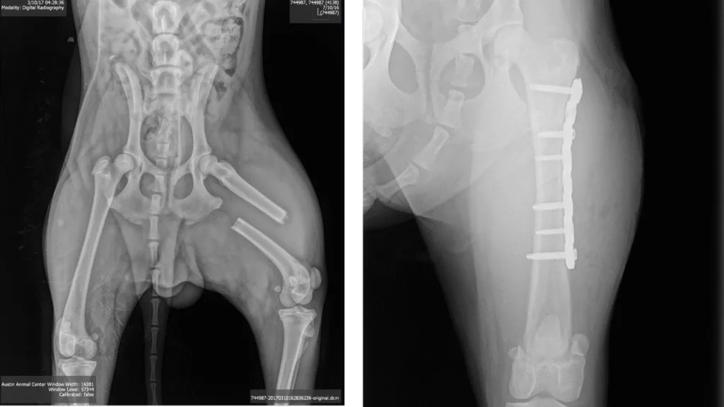 Fracture Repair Prox-Mid Femur C0002