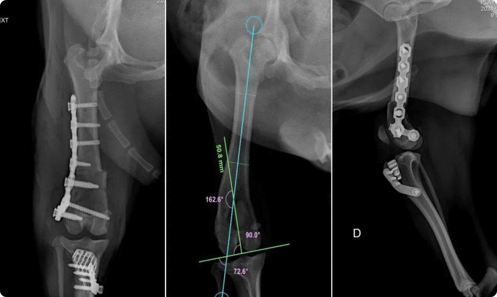 Patelar Luxation / TTA Distal Femur & Tibia C0080