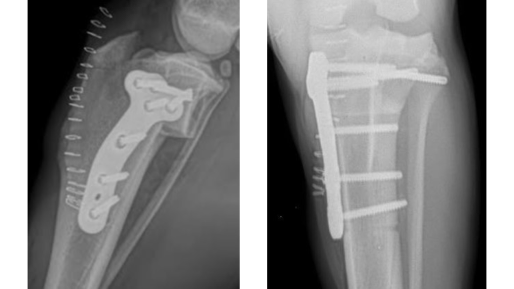 TPLO Proximal Tibia C0087