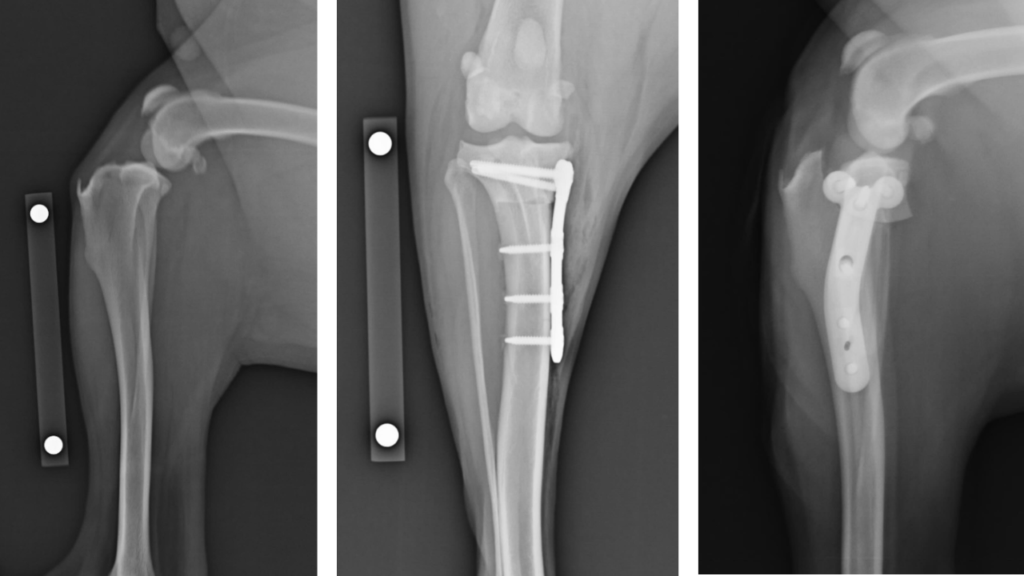 TPLO Proximal Tibia C0086